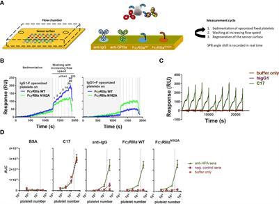 Cellular surface plasmon resonance-based detection of anti-HPA-1a antibody glycosylation in fetal and neonatal alloimmune thrombocytopenia